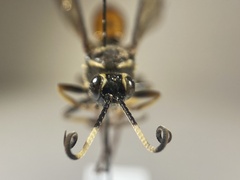 Protichneumon pisorius