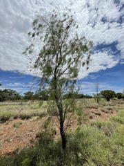 Vachellia sutherlandii