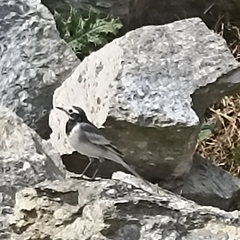 Motacilla maderaspatensis