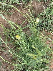 Lasiosiphon sericocephalus