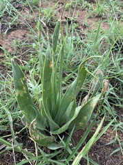 Ledebouria marginata