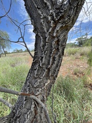 Vachellia sutherlandii