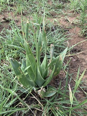 Ledebouria marginata