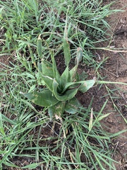 Ledebouria marginata