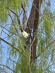 Vachellia sutherlandii