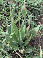 Ledebouria marginata