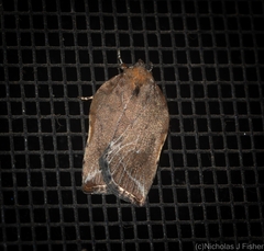 Arachnographa micrastrella