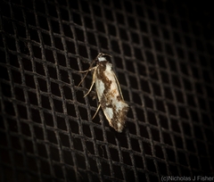 Machetis aphrobola