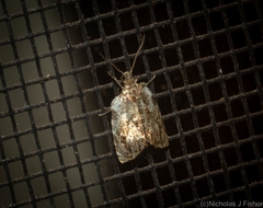 Acroceuthes metaxanthana