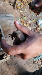 Incilius mazatlanensis