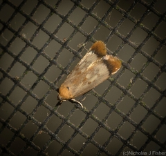 Aeolothapsa acrocosma