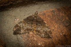 Chrysolarentia phaedra