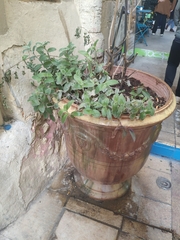 Tradescantia sillamontana