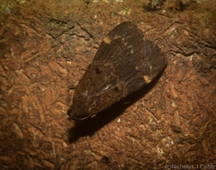 Hydrillodes funestalis