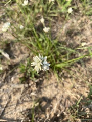 Cyperus niveus leucocephalus