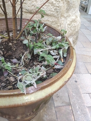 Tradescantia sillamontana