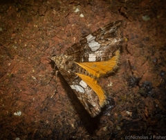 Chrysolarentia phaedra