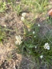 Cyperus niveus leucocephalus