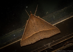 Epidesmia chilonaria