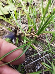 Cyperus semitrifidus