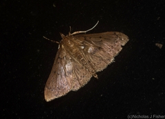 Syllepte phricosticha