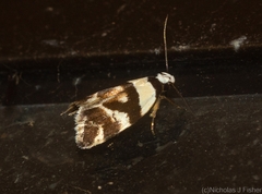 Eremnotypa steriphota