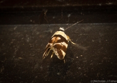 Eremnotypa steriphota