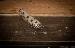 Ethmia sphaerosticha