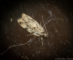 Barea nymphica
