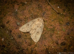 Tolpia conscitulana