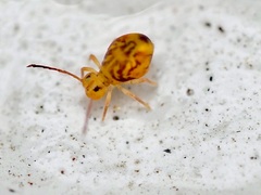 Dicyrtomina ornata