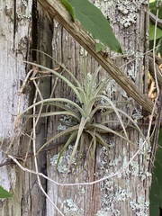 Tillandsia pohliana