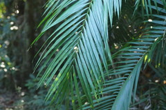 Calamus moti