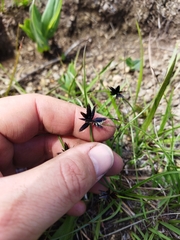 Cyperus semitrifidus