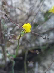 Linaria spartea