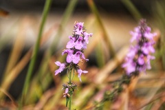 Stachys palustris