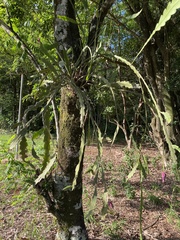 Epiphyllum phyllanthus