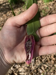 Epiphyllum phyllanthus
