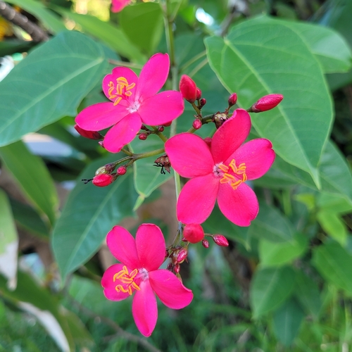 Jatropha integerrima