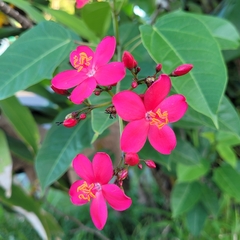 Jatropha integerrima