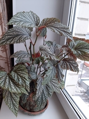 Begonia maculata