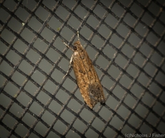 Ardozyga celidophora