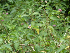 Graphium eurypylus
