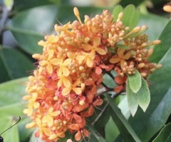 Saraca indica