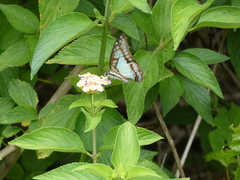 Graphium eurypylus