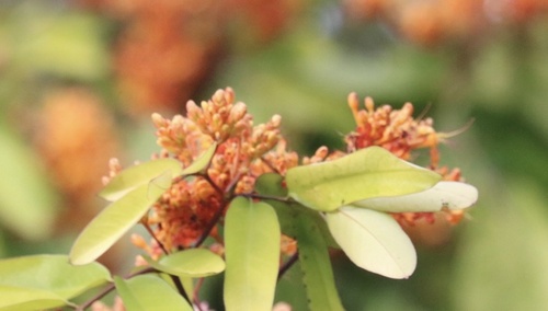 Saraca indica, photograph 6