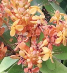 Saraca indica