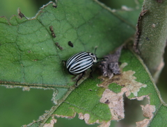 Leptinotarsa undecimlineata