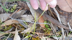 Pterostylis nutans