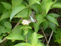 Graphium eurypylus
